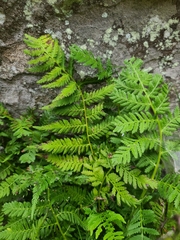 Athyrium asplenioides