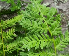 Athyrium asplenioides