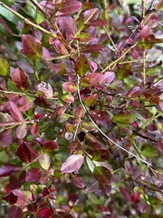 Vaccinium elliottii