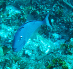 Xanthichthys ringens
