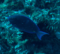 Acanthurus coeruleus