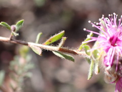Kunzea capitata