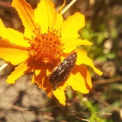Acmaeodera
