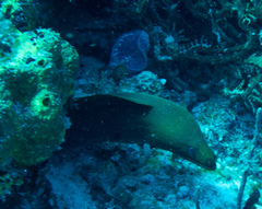 Gymnothorax funebris