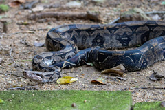 Boa constrictor