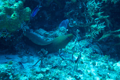 Gymnothorax funebris