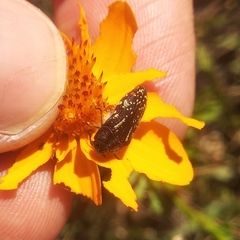 Acmaeodera