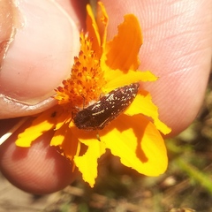 Acmaeodera