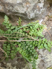 Asplenium bradleyi image