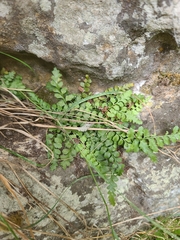 Asplenium bradleyi