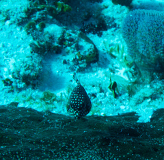 Lactophrys triqueter