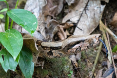 Boa constrictor