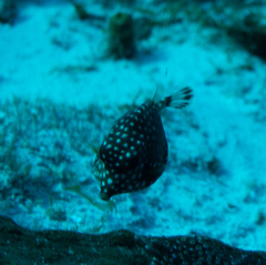 Lactophrys triqueter