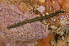 Phyllodocida