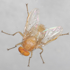 Ormia