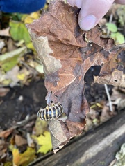 Arthrophaga myriapodina
