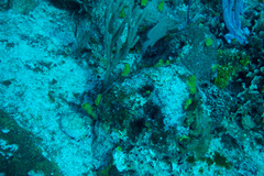 Cephalopholis cruentata