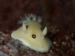 Diaulula sandiegensis