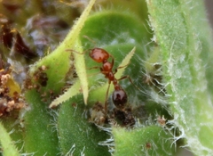 Solenopsis xyloni