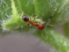 Solenopsis xyloni