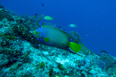 Holacanthus ciliaris