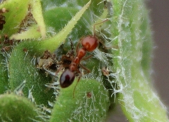 Solenopsis xyloni