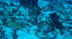 Haemulon flavolineatum