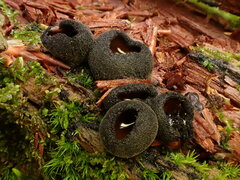 Pseudoplectania nigrella