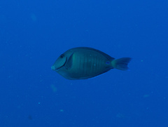 Acanthurus chirurgus