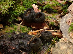 Pseudoplectania nigrella