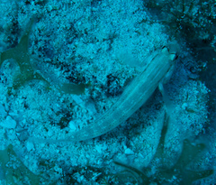 Gnatholepis thompsoni