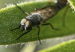 Ozodiceromyia