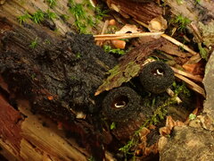 Pseudoplectania nigrella