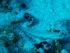 Gnatholepis thompsoni