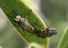 Ozodiceromyia