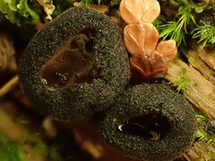 Pseudoplectania nigrella