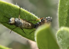 Ozodiceromyia