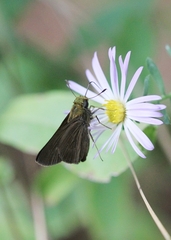 Euphyes vestris