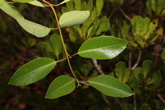 Gymnanthera oblonga