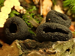 Pseudoplectania nigrella