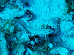 Gnatholepis thompsoni