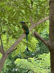 Eumomota superciliosa