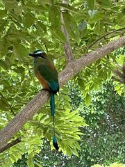 Eumomota superciliosa