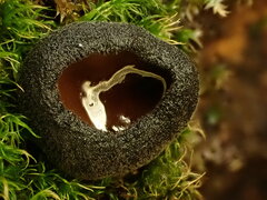 Pseudoplectania nigrella