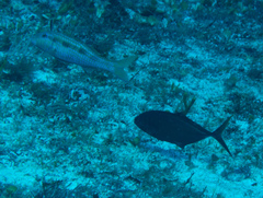 Caranx ruber