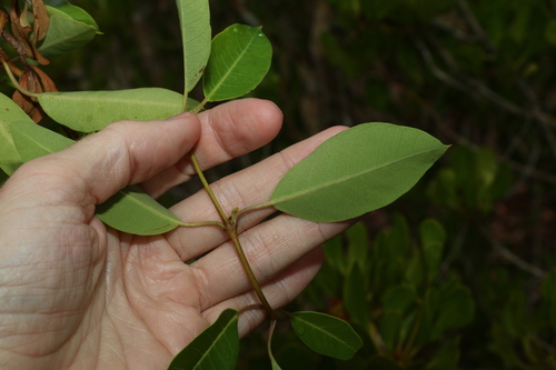 Image of Gymnanthera oblonga by (c) Greg Tasney, some rights reserved (CC BY-SA)