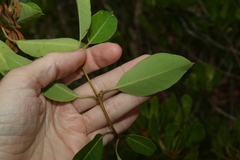 Gymnanthera oblonga
