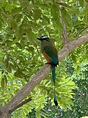 Eumomota superciliosa