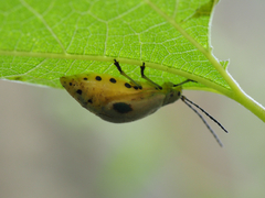 Nestinus bimaculatus