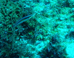 Halichoeres maculipinna